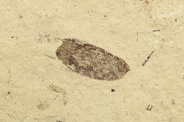 Fossil Beetle (Coleoptera) Elytron - Bois d’Asson, France #254214